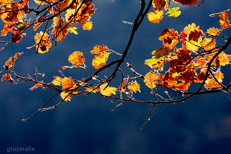 Leaves colours