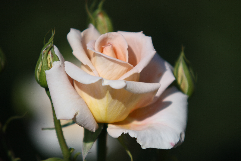 ROSA GIALLA