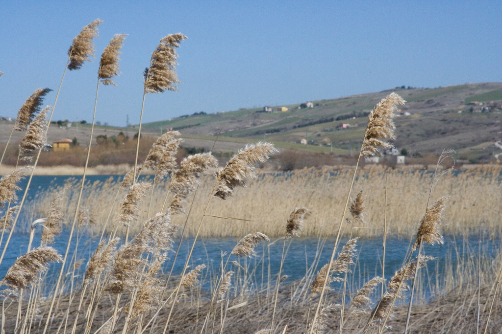 canne al vento