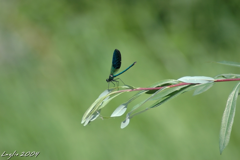 Libellula