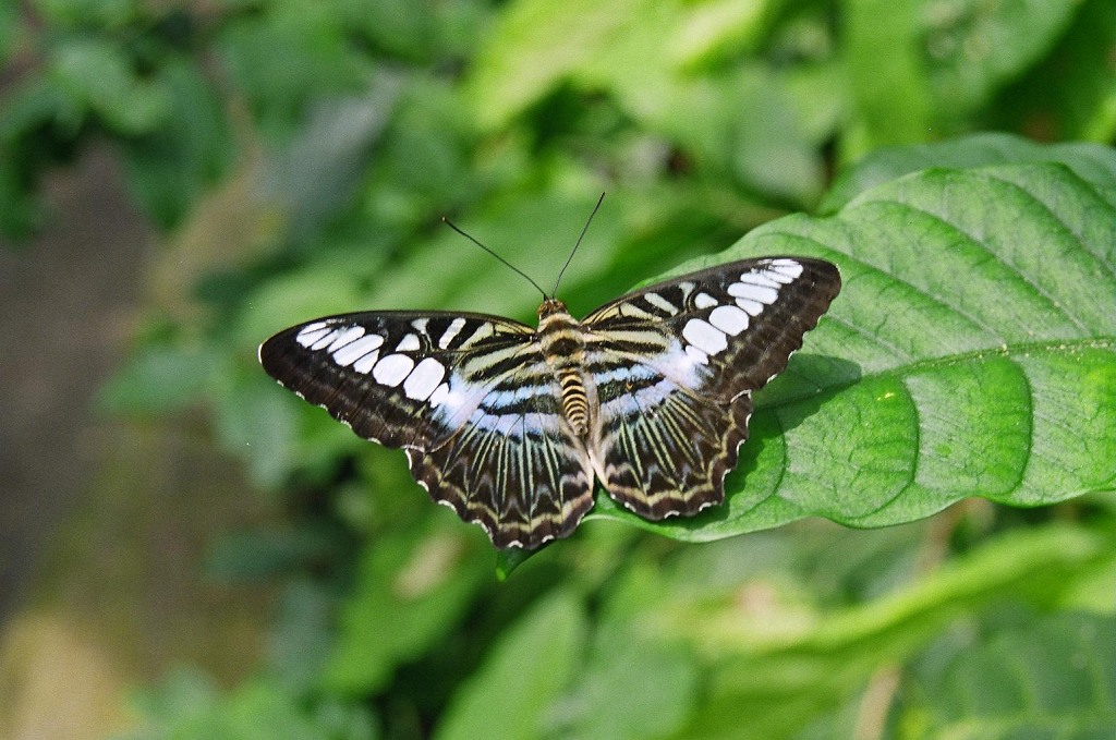 Farfalla