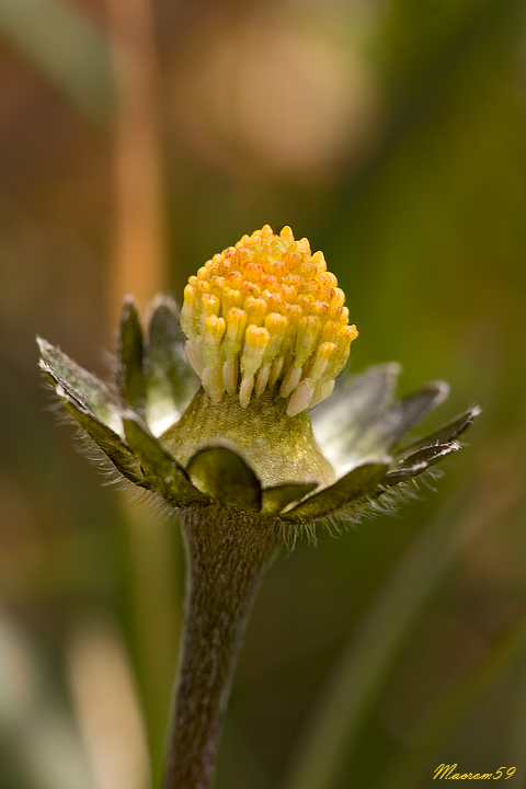 Margerita sfiorita!