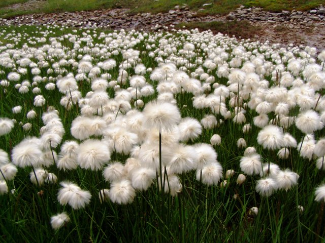 Fiori di nuvole