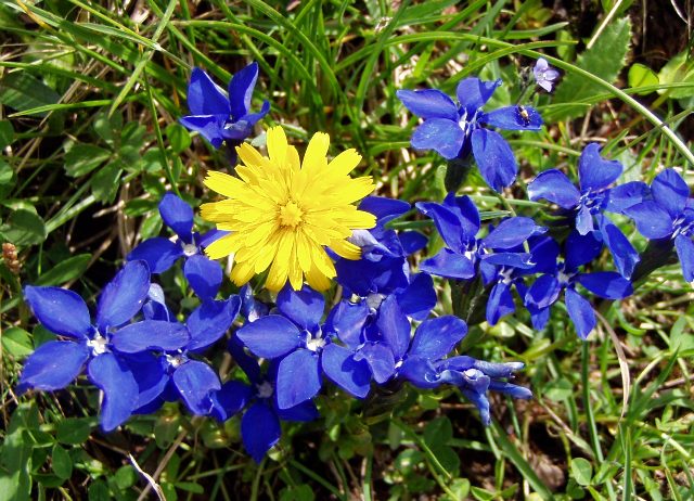 Sole tra i fiori