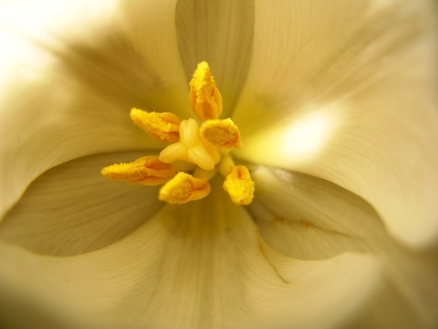 Tulipani 1