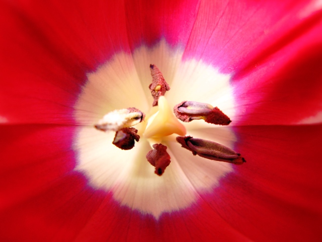 Tulipani 3