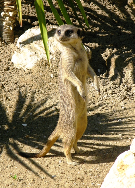 Sentinella