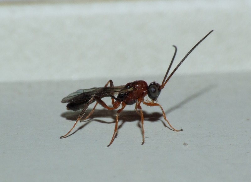 insetto-macro02