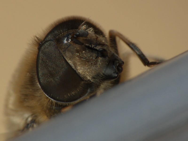 bel faccino-macro03
