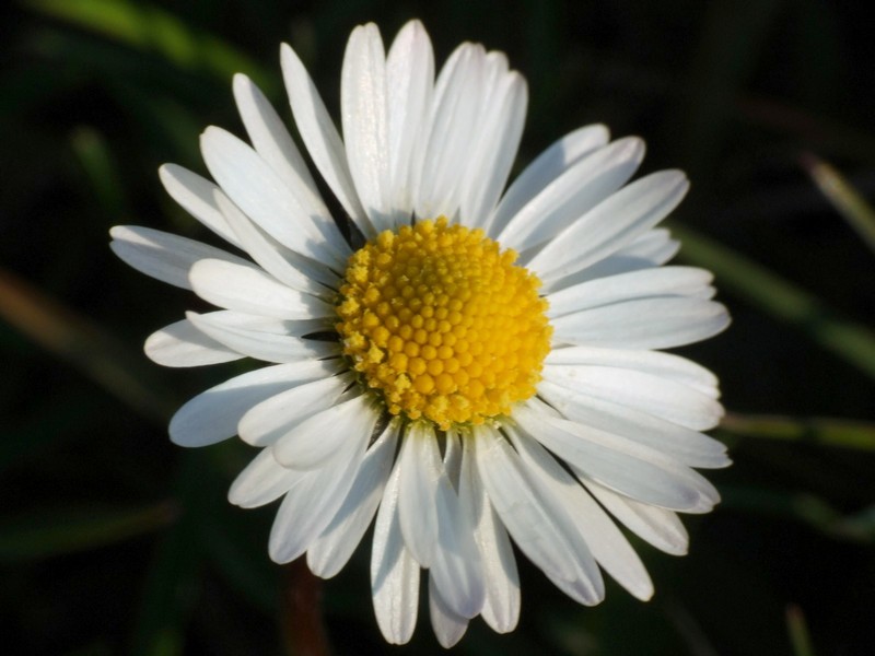 margherita-macro04
