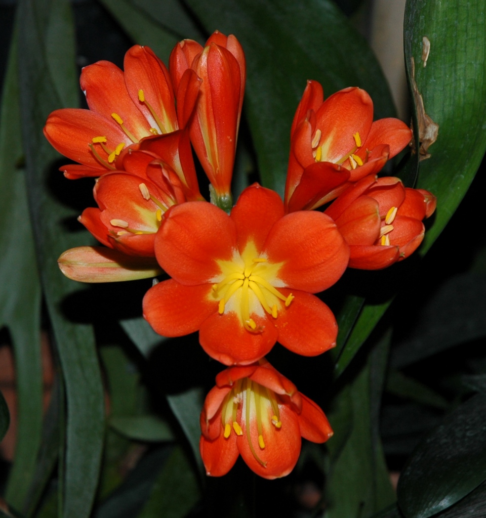 Fiore