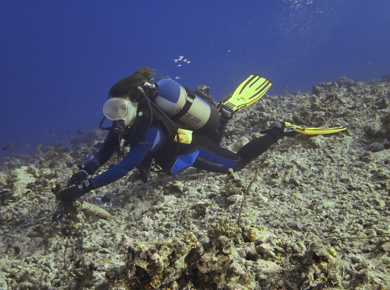 maldive - a bandiera 1