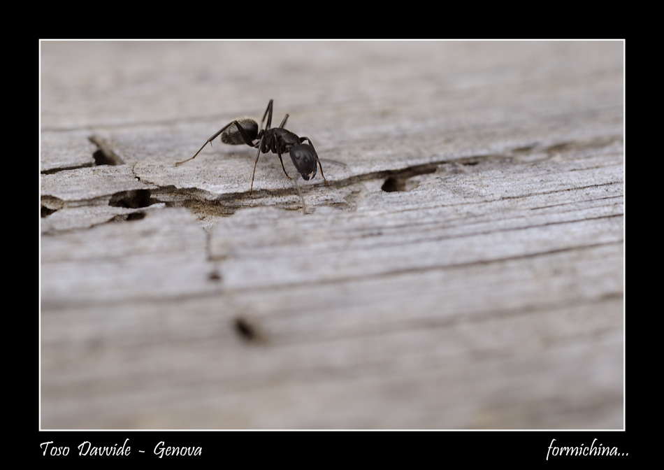 formichina...