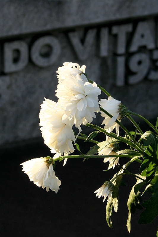 Do Vita