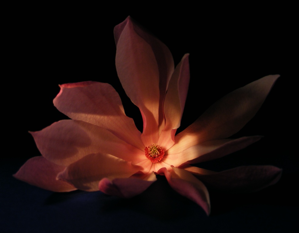 luce