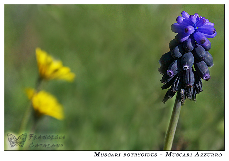 Muscari Azzurro