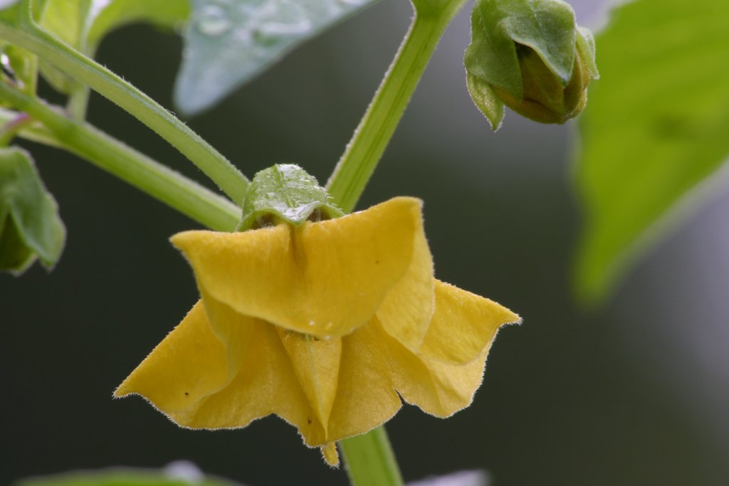 tomatillo2