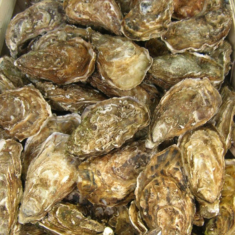 ostriche