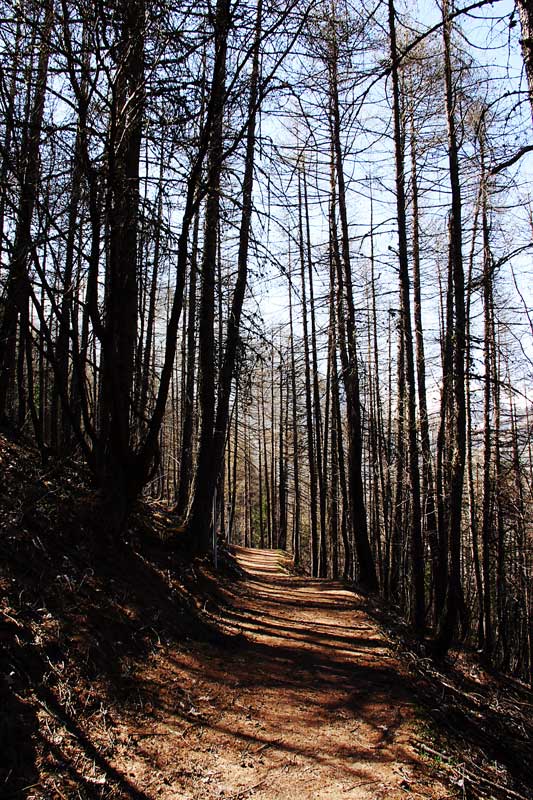 passeggiata in pineta