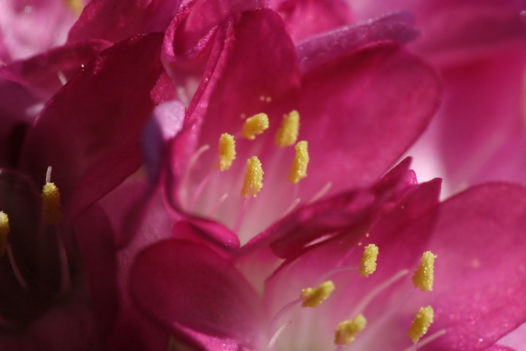 macro in rosa