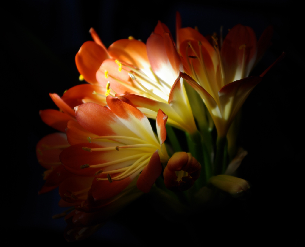 Fiore nel buio 2