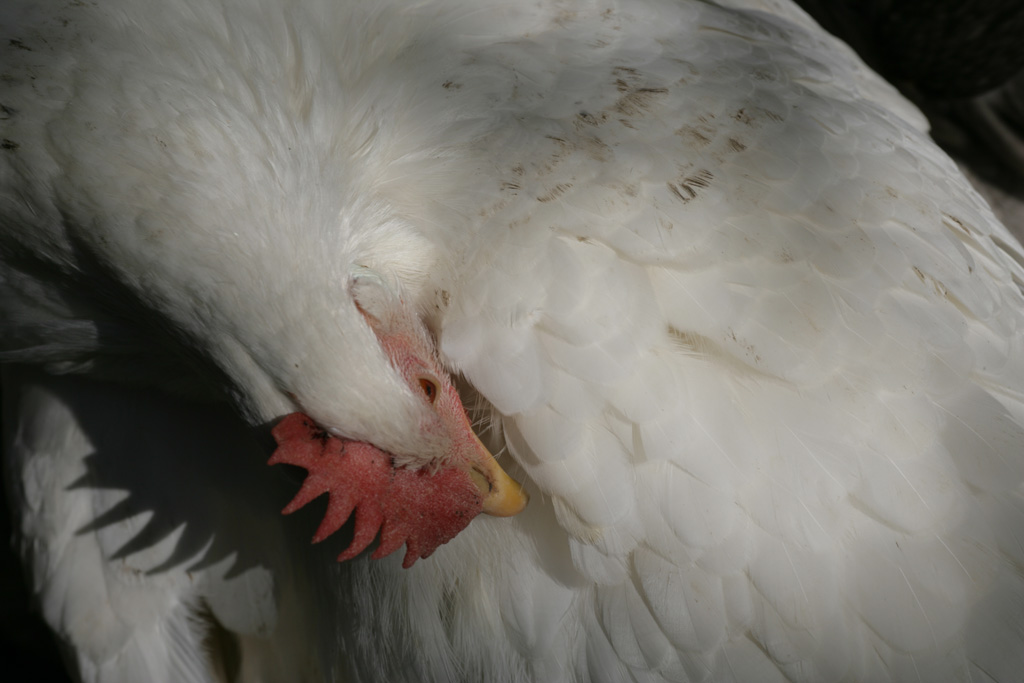 gallina
