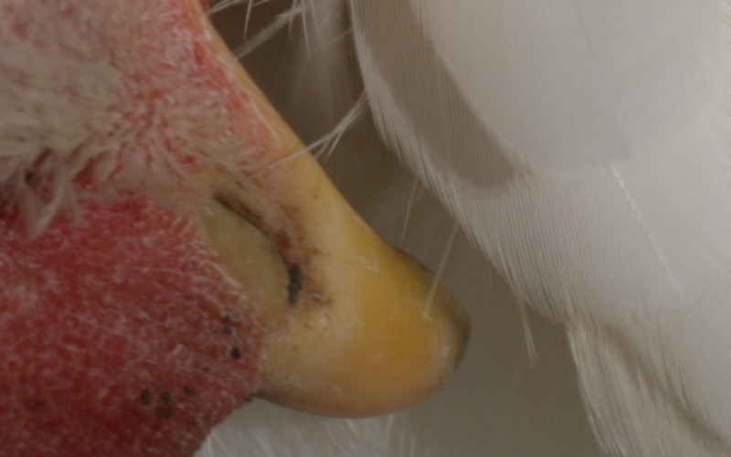 gallina dettaglio 100%
