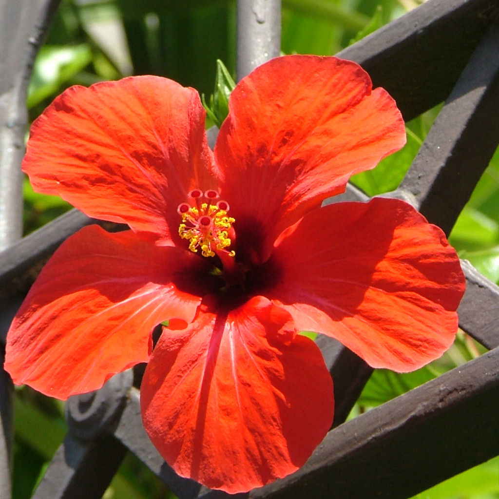 Fiore