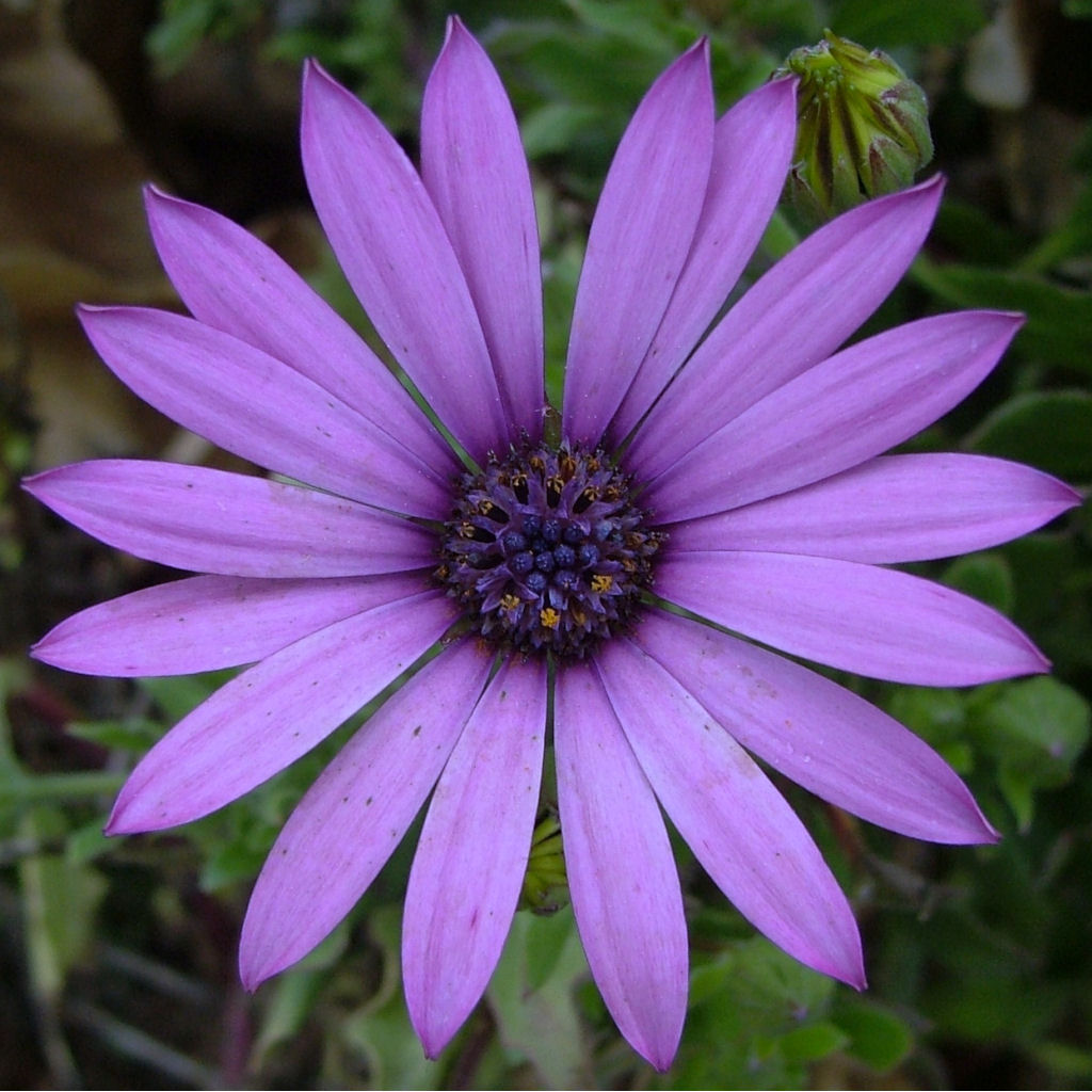 Fiore 2
