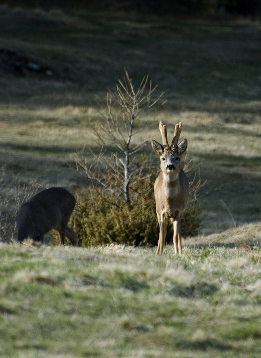 Capriolo