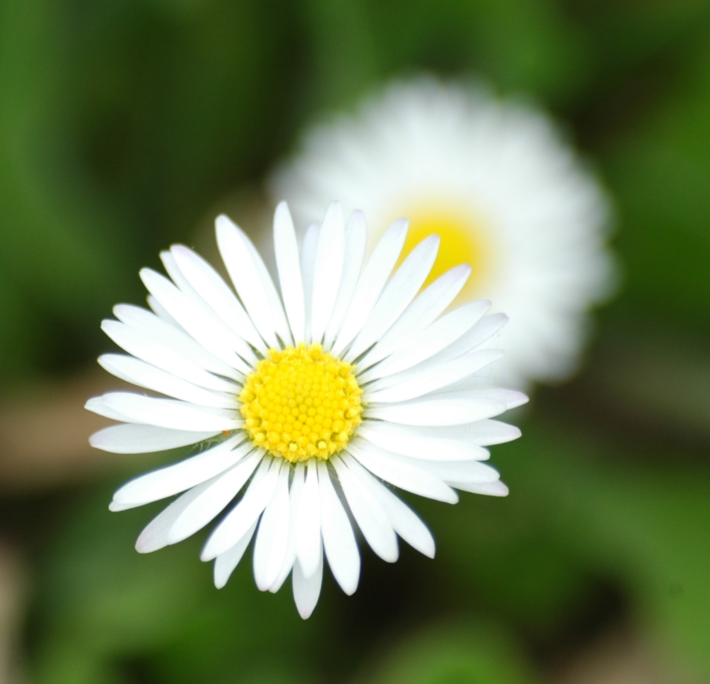 Fiore di campo