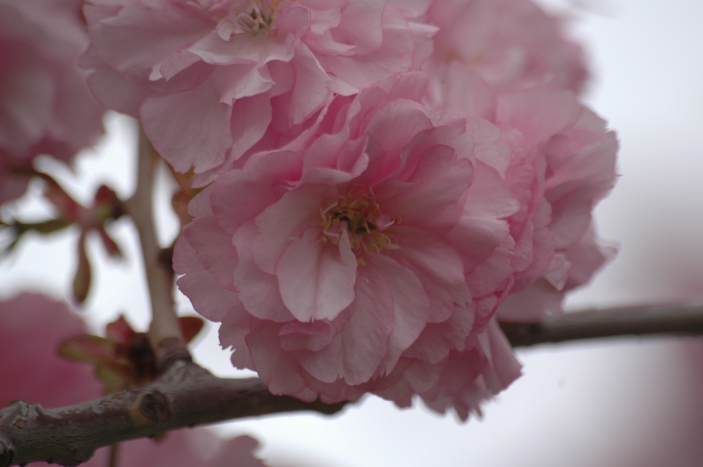 Fiore2