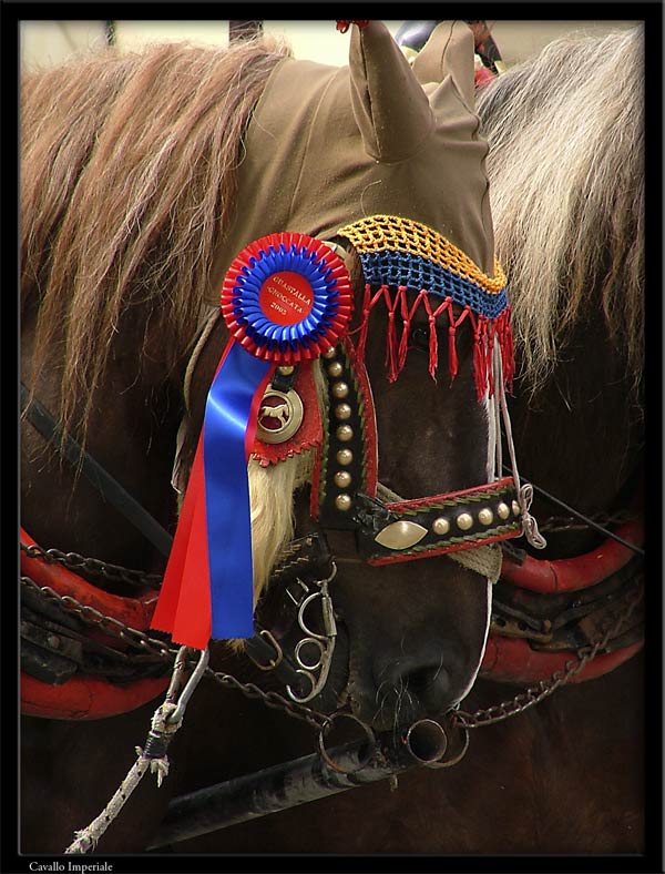horse