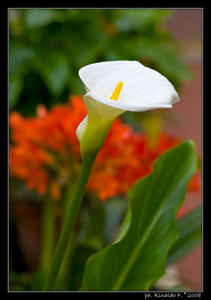 Calla #vert