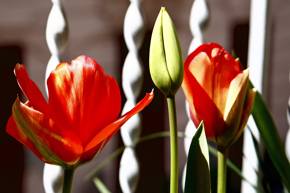 Tulipani