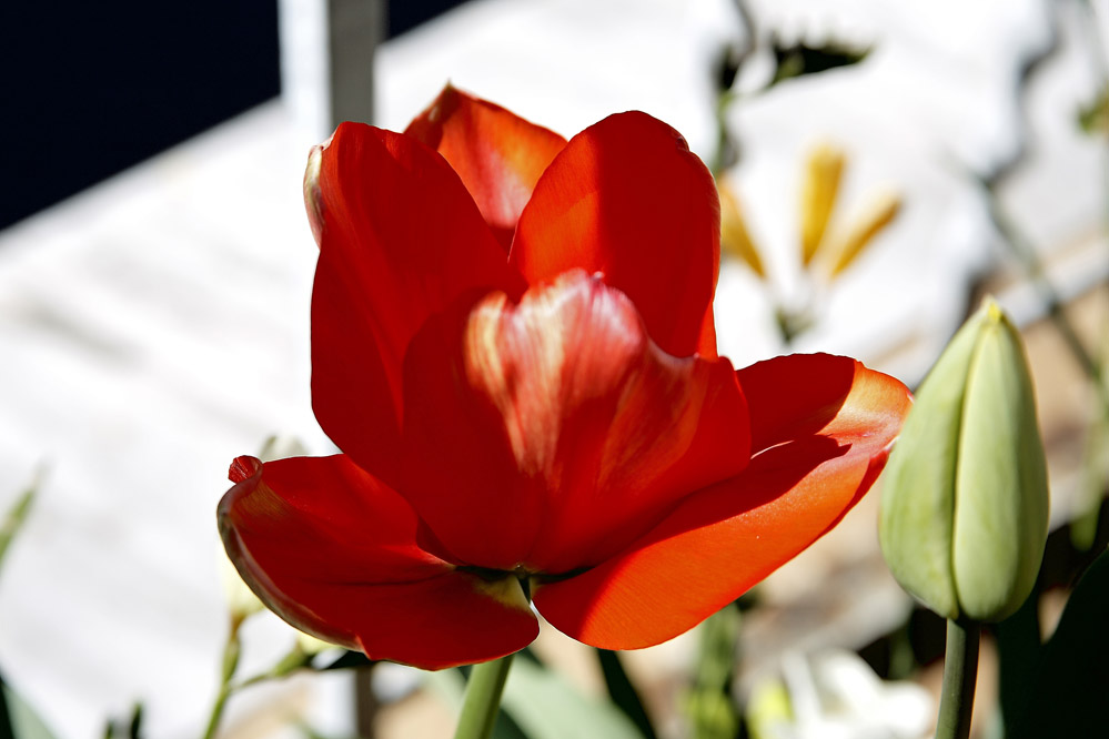 tulipano