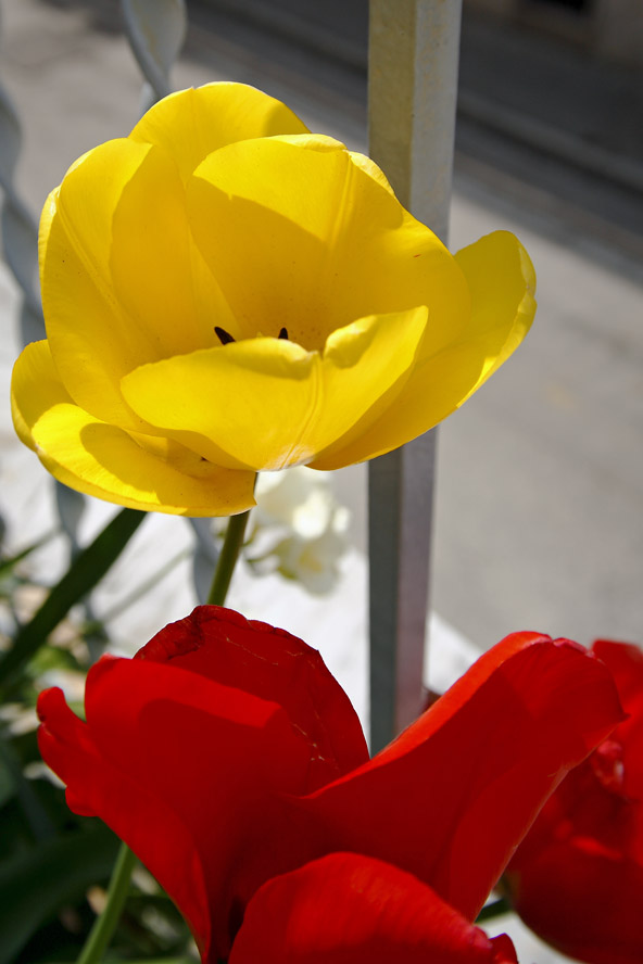 Tulipani