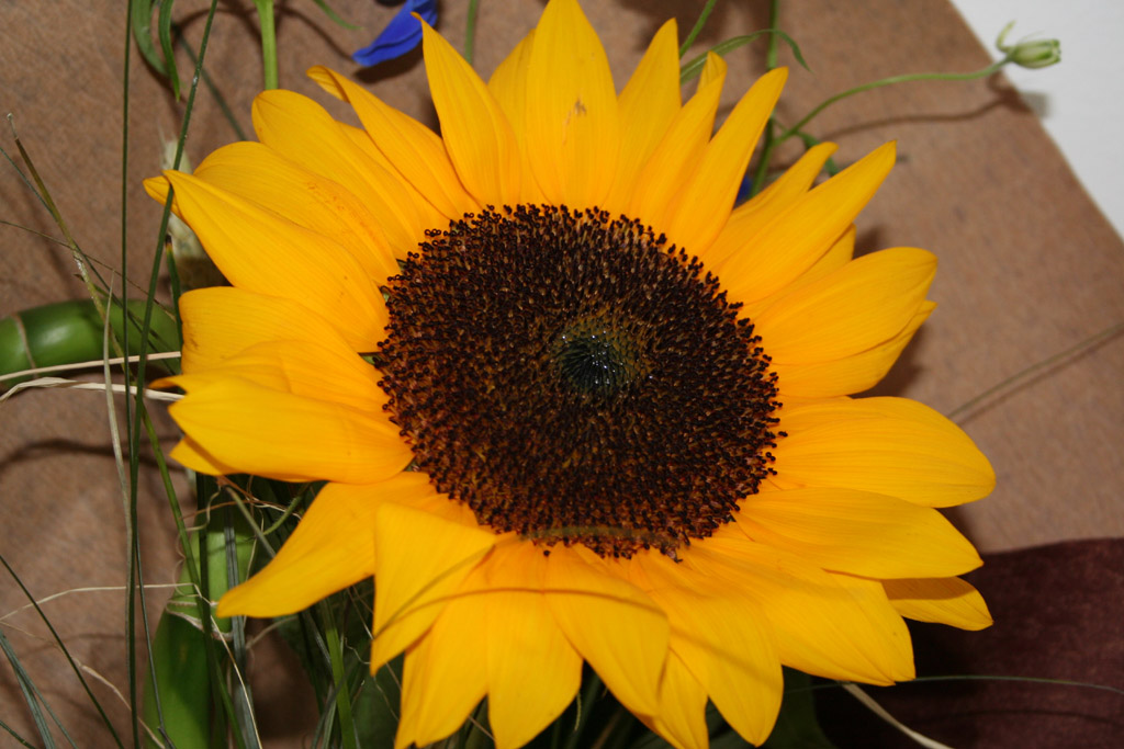 Girasole...!