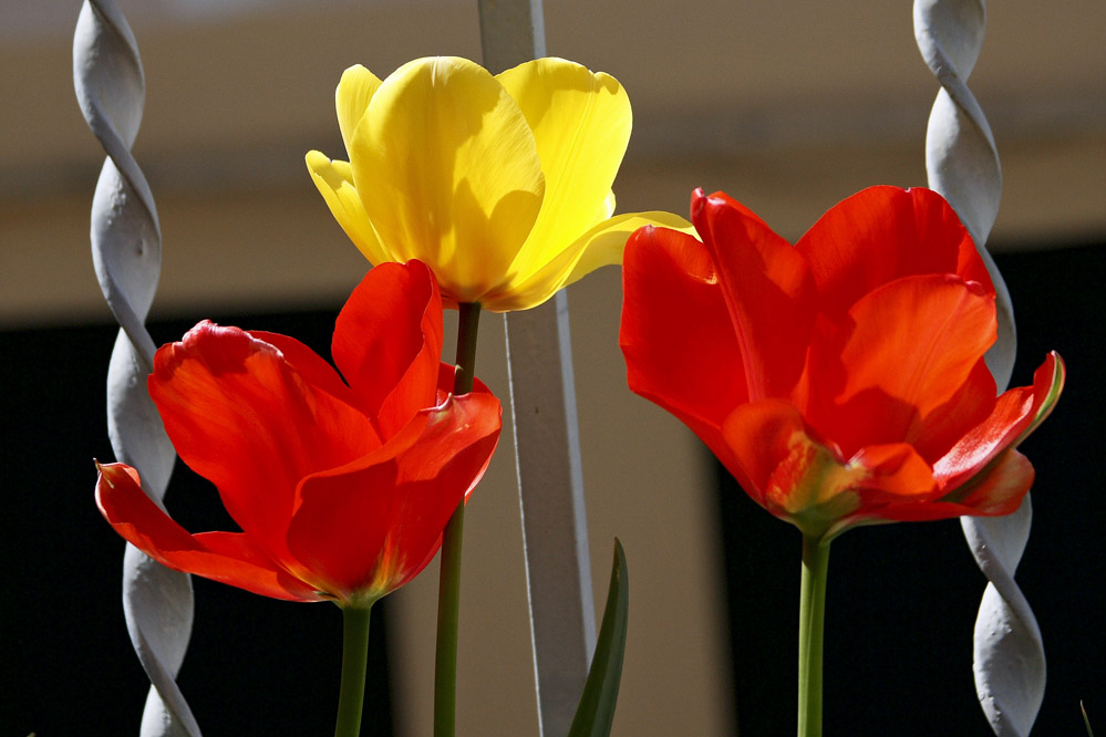 Tulipani
