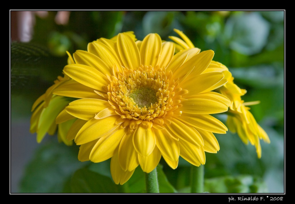 Gerbera gialla