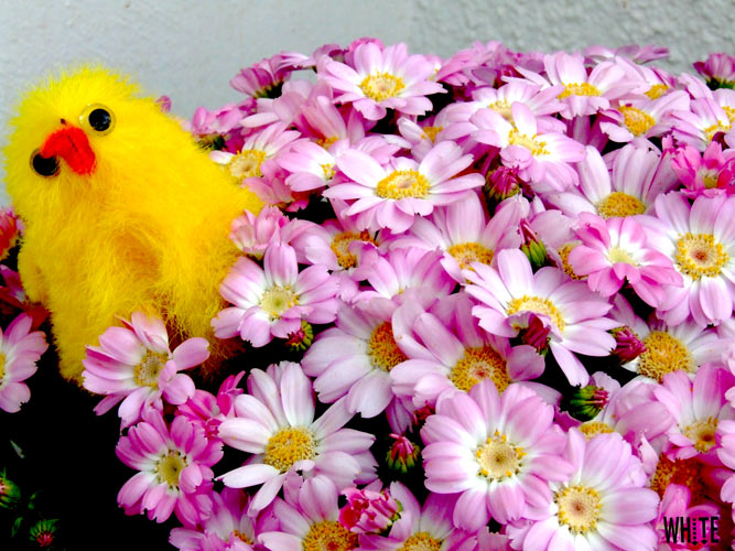 Pasqua