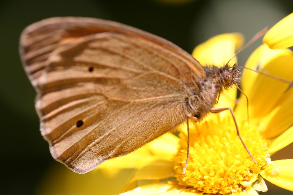 Farfalla