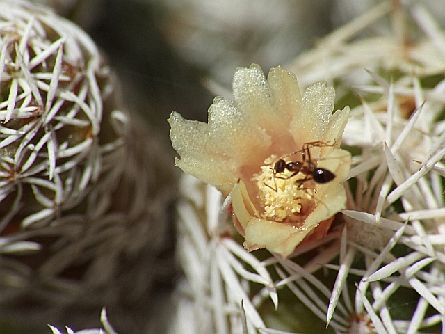 formichina laboriosa