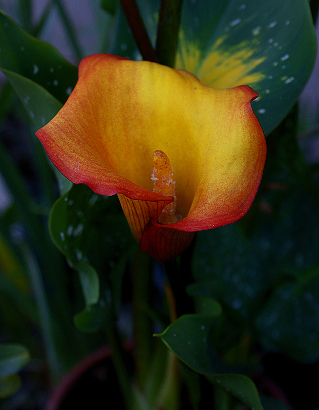 Calla