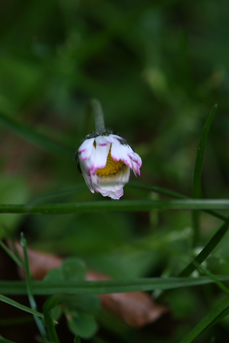 curvatura