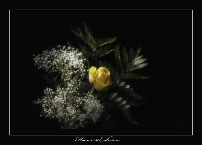 collection4