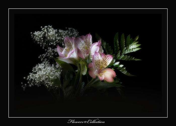 collection5