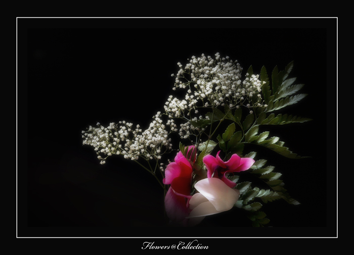 collection6