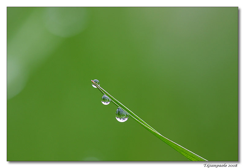 3 perle e tanto verde...