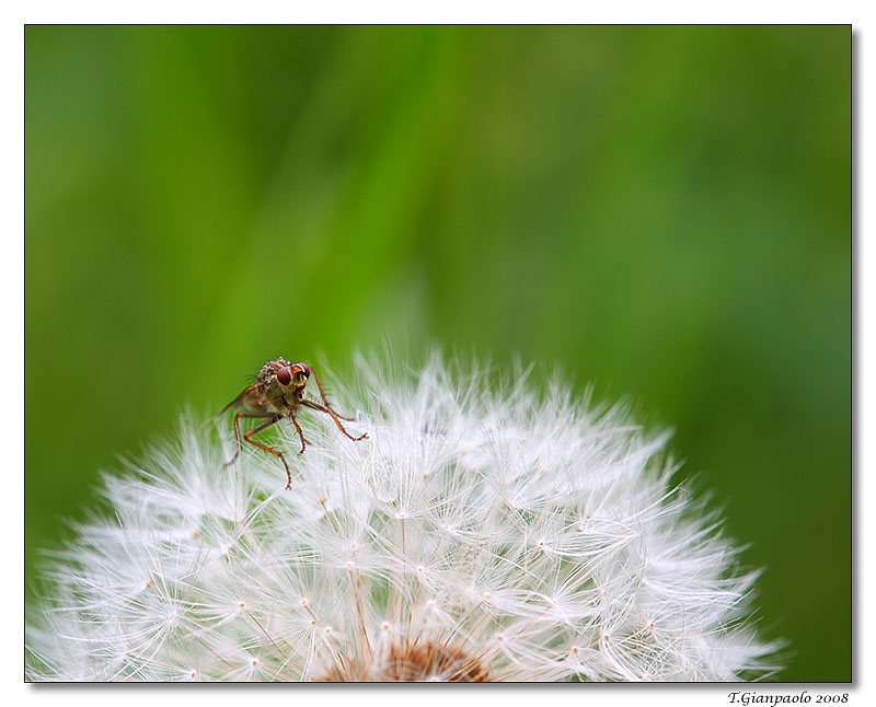 moschina e soffione....